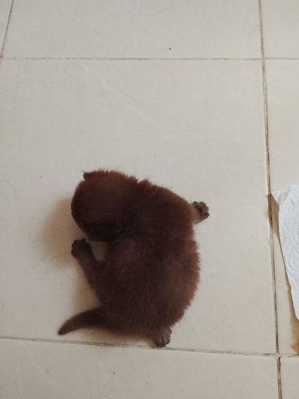 บริติช  มันช์กิ้น ชาย หาบ้านด่วน รูปที่ 4