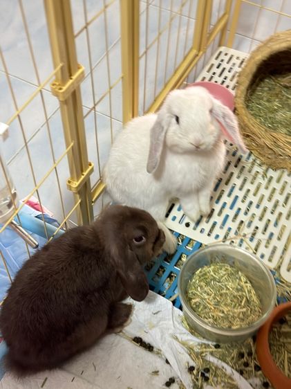 กระต่าย1คู่ รูปที่ 2