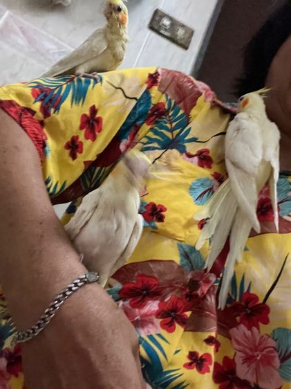 ลูกบ้อนคอกคสเทล รูปที่ 2