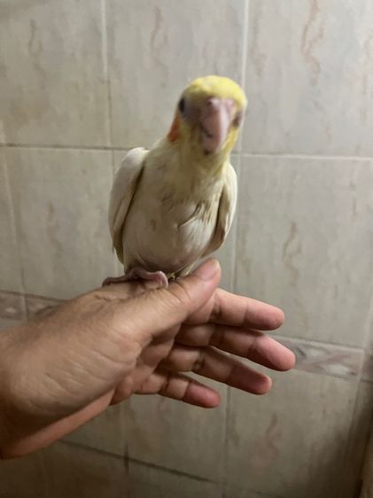 คอกคาเทล ลูกบ้อนคอกคสเทล