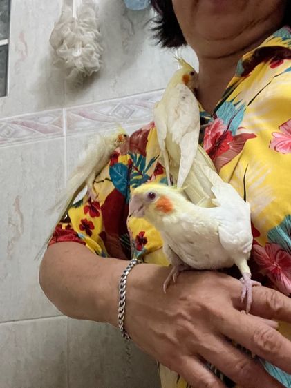 ลูกบ้อนคอกคสเทล รูปที่ 4