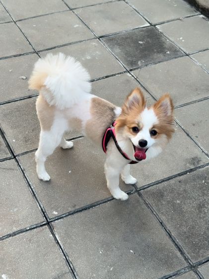 ปอมเมอเรเนียน (Pomeranian) เล็ก ปอม เพศเมีย 