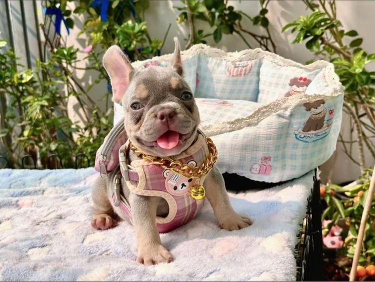 เฟรนบลูด็อก ชาย ไลแลคบลูแทนแครีครีมนิวเฉด รูปที่ 18