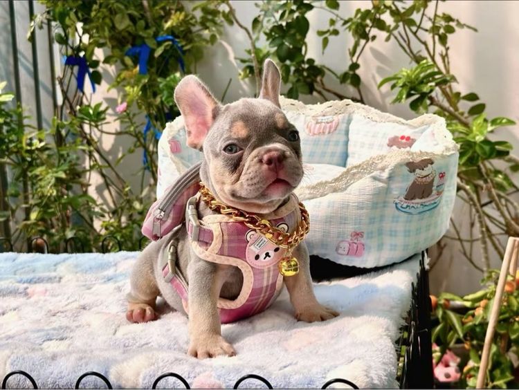 เฟรนบลูด็อก ชาย ไลแลคบลูแทนแครีครีมนิวเฉด รูปที่ 14