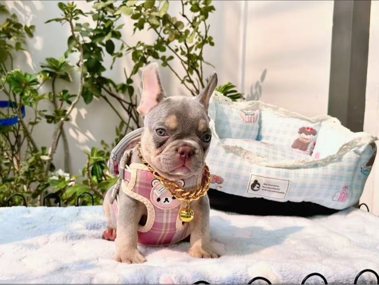 เฟรนบลูด็อก ชาย ไลแลคบลูแทนแครีครีมนิวเฉด รูปที่ 16