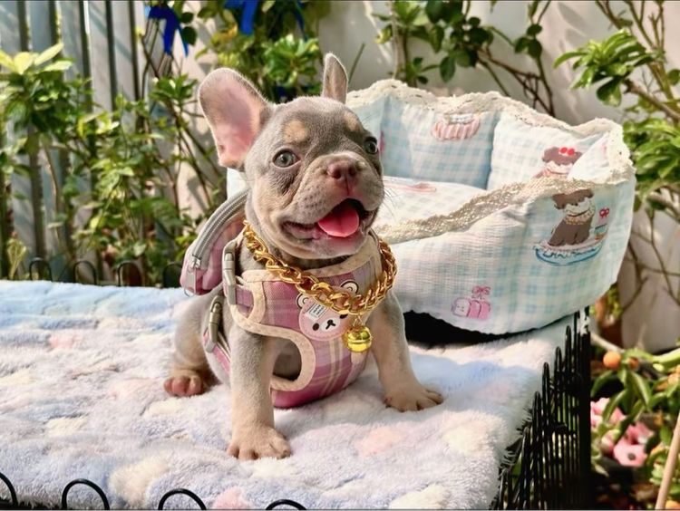 เฟรนบลูด็อก ชาย ไลแลคบลูแทนแครีครีมนิวเฉด รูปที่ 10