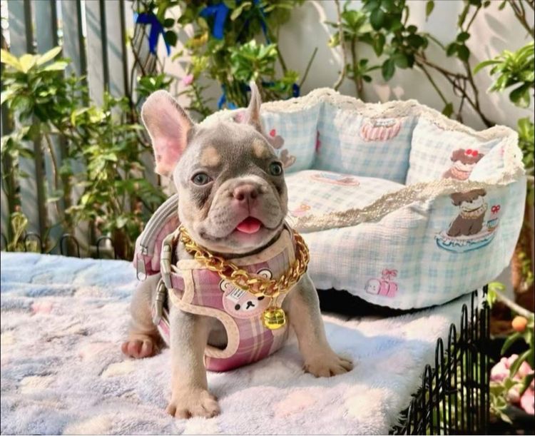 เฟรนบลูด็อก ชาย ไลแลคบลูแทนแครีครีมนิวเฉด