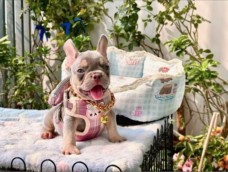 เฟรนบลูด็อก ชาย ไลแลคบลูแทนแครีครีมนิวเฉด รูปที่ 13