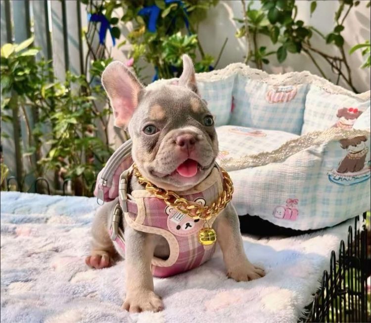 เฟรนบลูด็อก ชาย ไลแลคบลูแทนแครีครีมนิวเฉด รูปที่ 2