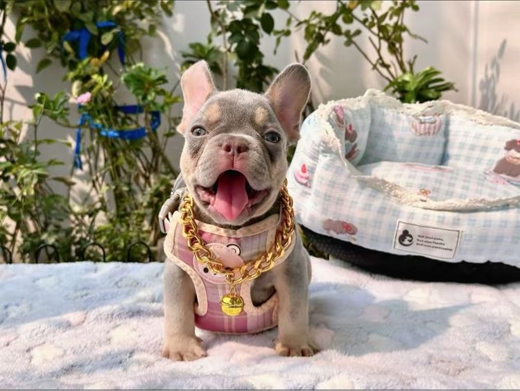 เฟรนบลูด็อก ชาย ไลแลคบลูแทนแครีครีมนิวเฉด รูปที่ 15