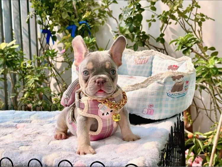 เฟรนบลูด็อก ชาย ไลแลคบลูแทนแครีครีมนิวเฉด รูปที่ 9