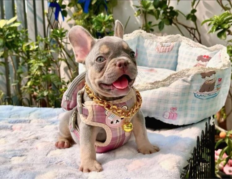 เฟรนบลูด็อก ชาย ไลแลคบลูแทนแครีครีมนิวเฉด รูปที่ 3