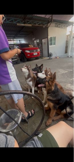 เยอรมันเชพเพิร์ด (German Shepherd) กลาง ขายสุนัข 4 ตัว ไซ 2 ตัว เยอรมัน 2 ตัว