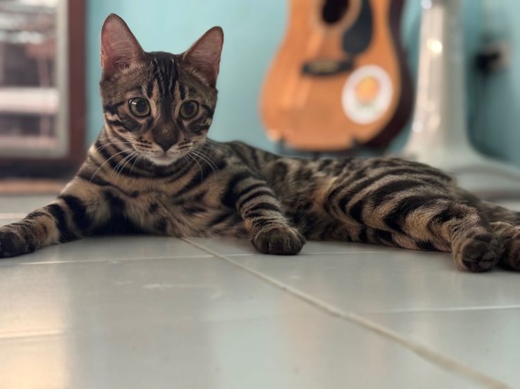 แมวเบงกอล รูปที่ 4