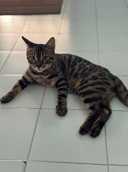 แมวเบงกอล รูปที่ 2