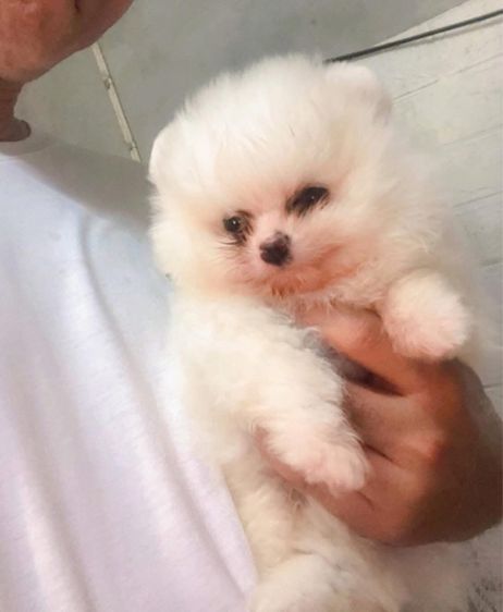 ปอมเมอเรเนียน (Pomeranian) เล็ก หนุ่มน้อย หาบ้านจ้า