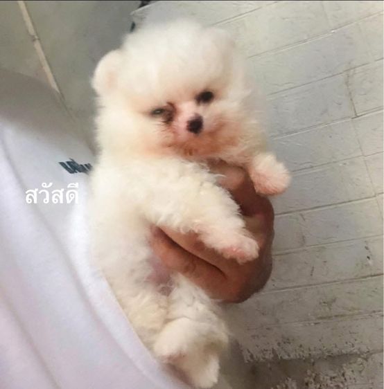 หนุ่มน้อย หาบ้านจ้า รูปที่ 3