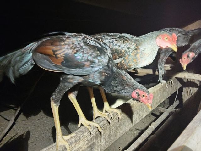 ไก่หนุ่มพม่า  รูปที่ 2