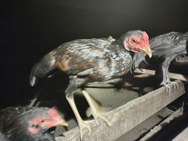 ไก่หนุ่มพม่า  รูปที่ 3