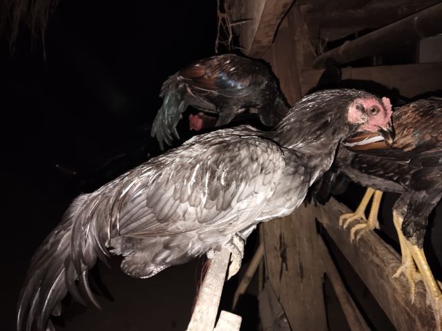 ไก่หนุ่มพม่า  รูปที่ 5