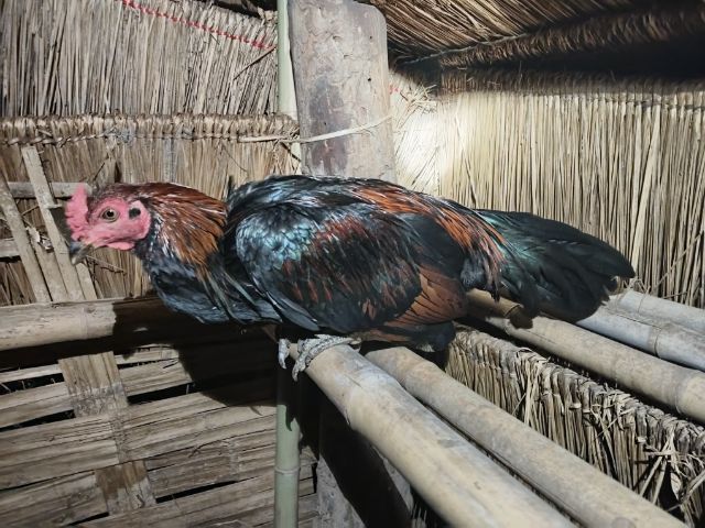 ไก่หนุ่มพม่า 