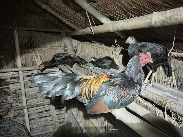 ไก่หนุ่มพม่า  รูปที่ 7