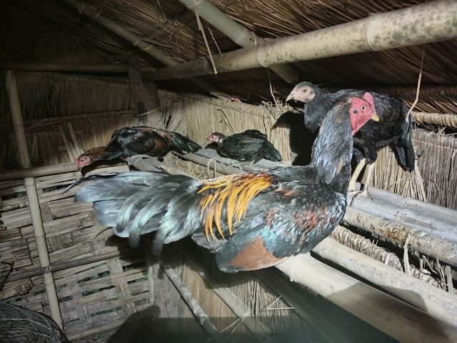 ไก่หนุ่มพม่า  รูปที่ 6