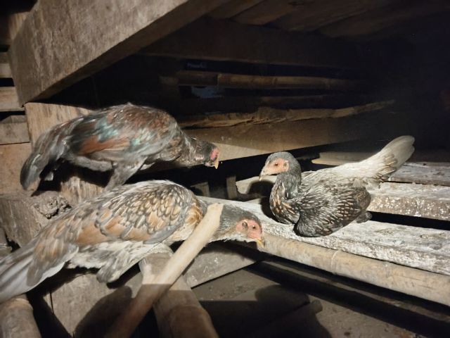 ไก่หนุ่มพม่า  รูปที่ 8