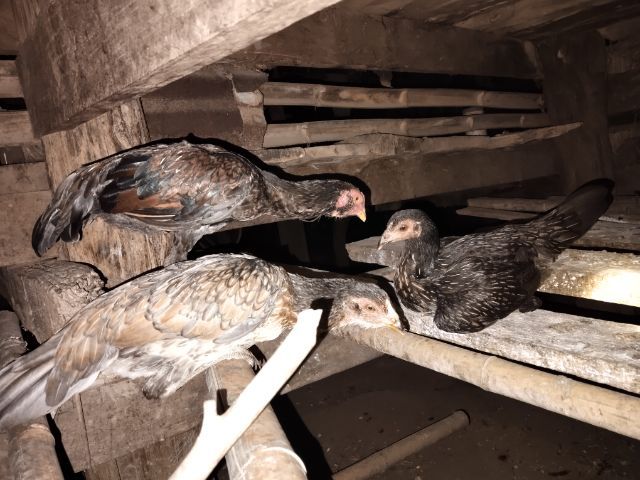 ไก่หนุ่มพม่า  รูปที่ 9