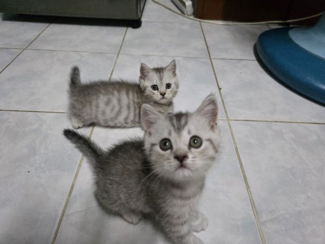 มัชกิ้นขายาว รูปที่ 7