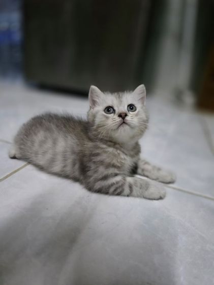 มัชกิ้นขายาว รูปที่ 13