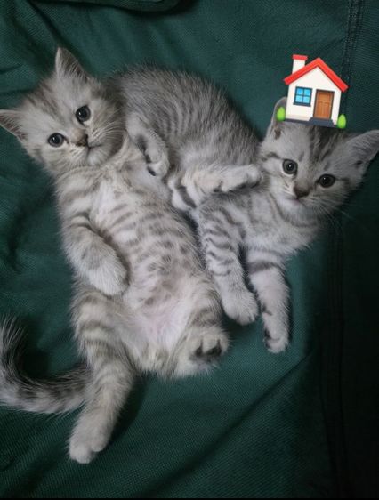 มัชกิ้นขายาว รูปที่ 14