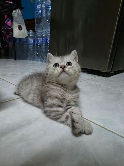 มัชกิ้นขายาว รูปที่ 10