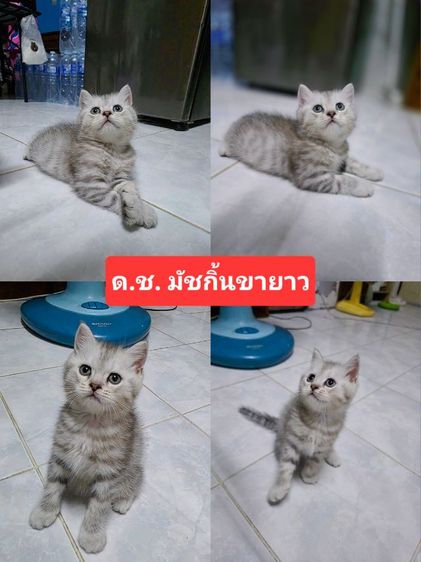 มัชกิ้นขายาว รูปที่ 3