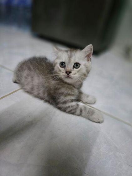 มัชกิ้นขายาว รูปที่ 15