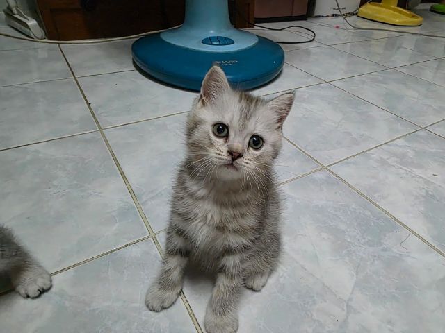 มันช์กิ้น (Munchkin) มัชกิ้นขายาว