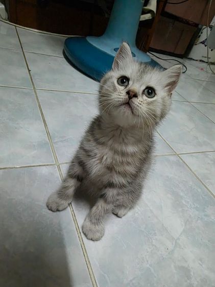 มัชกิ้นขายาว รูปที่ 5