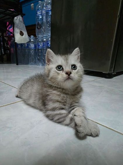 มัชกิ้นขายาว รูปที่ 11
