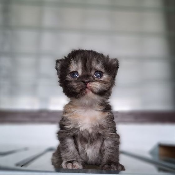 หาบ้านให้น้องแมวมั้นช์กิ้นเพศเมียสีสามสีกระดองเต่ากลมน่ารักมากๆ รูปที่ 10