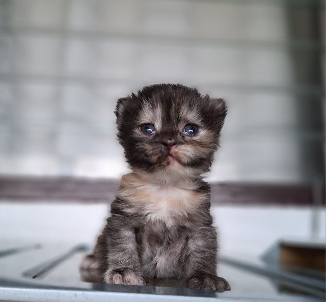 หาบ้านให้น้องแมวมั้นช์กิ้นเพศเมียสีสามสีกระดองเต่ากลมน่ารักมากๆ รูปที่ 2