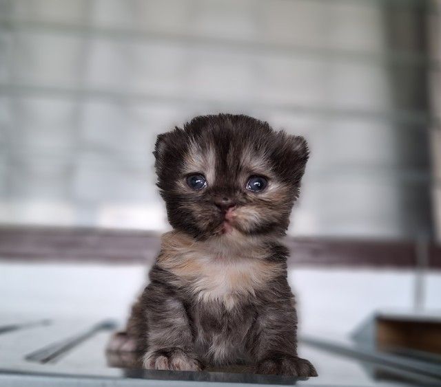 มันช์กิ้น (Munchkin) หาบ้านให้น้องแมวมั้นช์กิ้นเพศเมียสีสามสีกระดองเต่ากลมน่ารักมากๆ