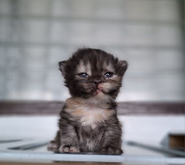หาบ้านให้น้องแมวมั้นช์กิ้นเพศเมียสีสามสีกระดองเต่ากลมน่ารักมากๆ รูปที่ 9