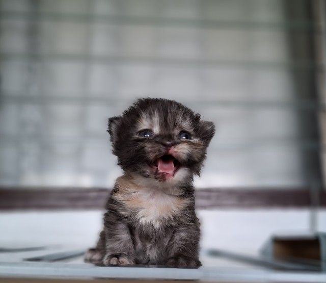 หาบ้านให้น้องแมวมั้นช์กิ้นเพศเมียสีสามสีกระดองเต่ากลมน่ารักมากๆ รูปที่ 4