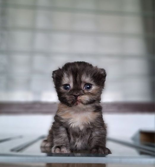 หาบ้านให้น้องแมวมั้นช์กิ้นเพศเมียสีสามสีกระดองเต่ากลมน่ารักมากๆ รูปที่ 7