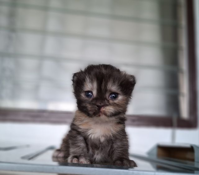 หาบ้านให้น้องแมวมั้นช์กิ้นเพศเมียสีสามสีกระดองเต่ากลมน่ารักมากๆ รูปที่ 11