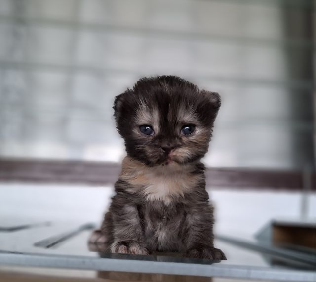 หาบ้านให้น้องแมวมั้นช์กิ้นเพศเมียสีสามสีกระดองเต่ากลมน่ารักมากๆ รูปที่ 8