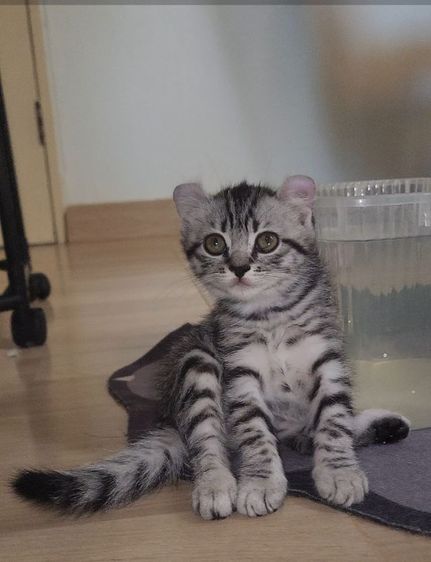 อเมริกันเคิร์ล รูปที่ 2