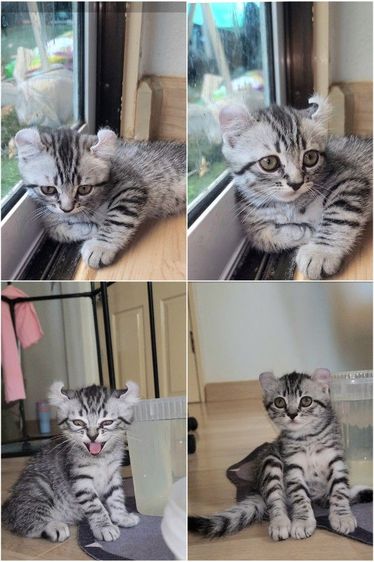 อเมริกันเคิร์ล