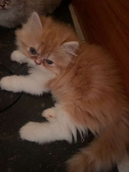 น้องแมวน่ารัก