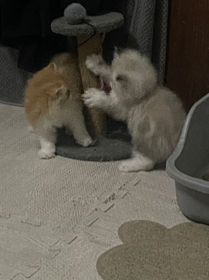 น้องแมวน่ารัก รูปที่ 5